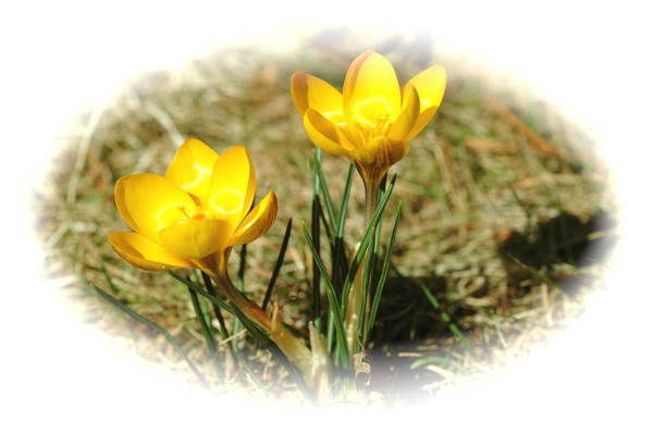  Crocus