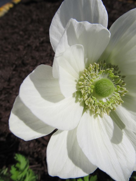 White Anemone