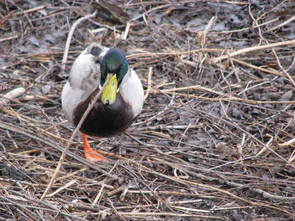 Ducks series