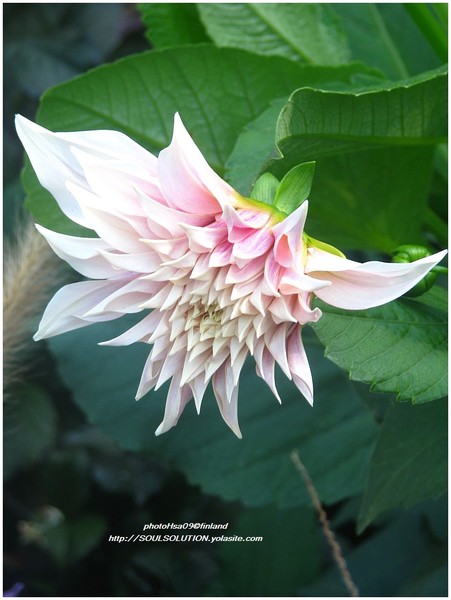 ...GENTLE SOFTNESS...