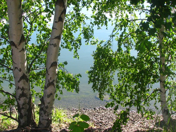 FINNISH BIRCH-MIDSUMMER TREE