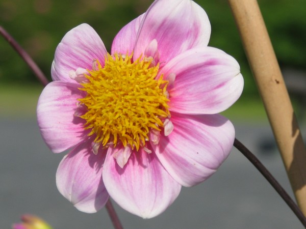 ..front of the;II- pink floral:=)
