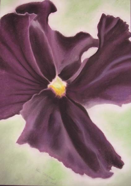 Viola, 2007