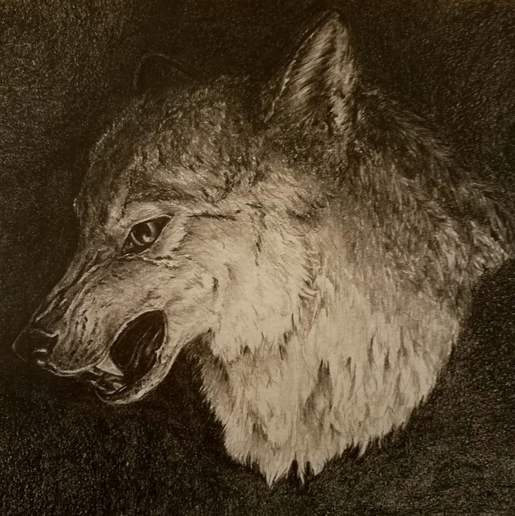 Wolf