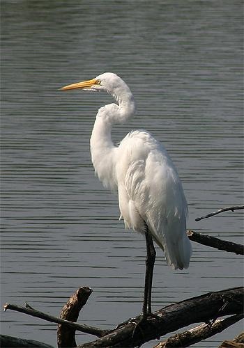 Snowy Egret