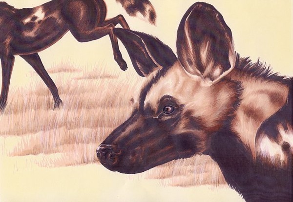 African Wild Dogs