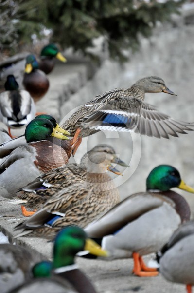 Mallards