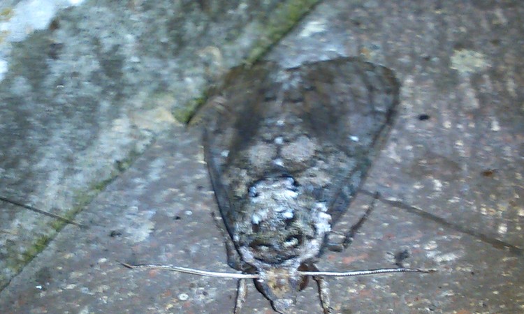big moth
