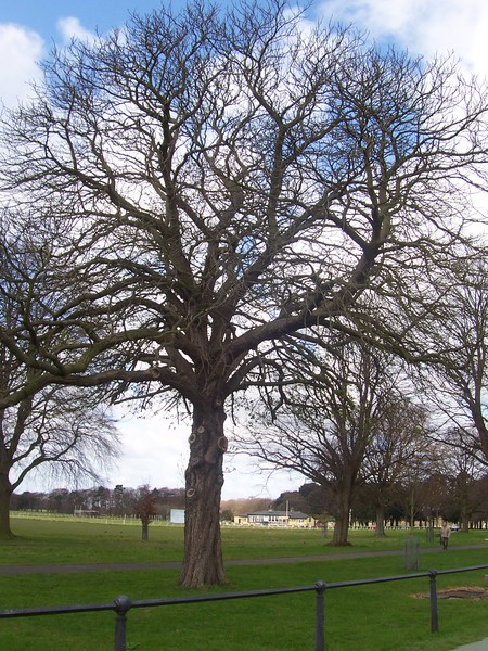 Dublin Trees