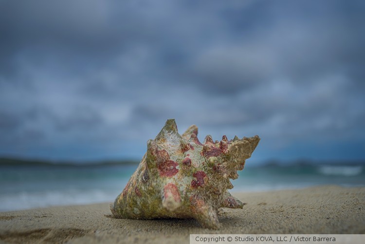 Conch Shell