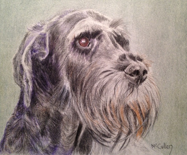 Ozzy the Giant Schnauzer