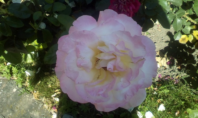 Rose