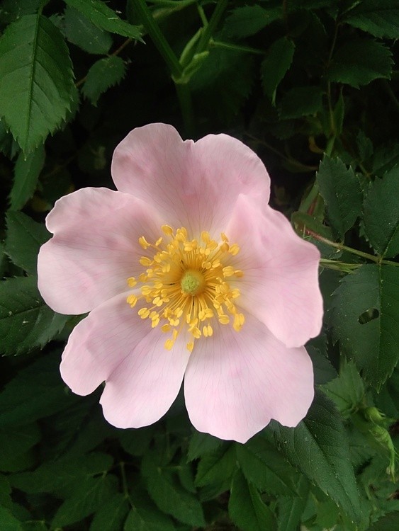 Wild rose