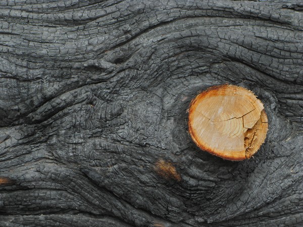 Burnt Tree