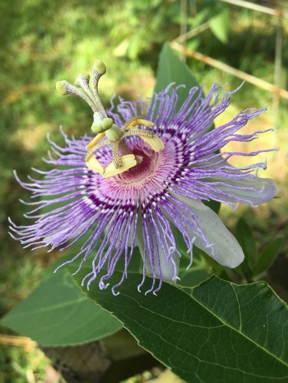 PASSION FLOWER (MARACUJA')