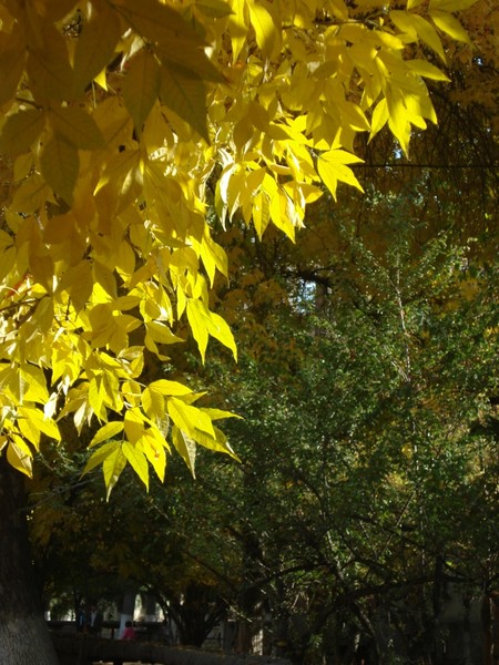 Automn leaves (changing times...)