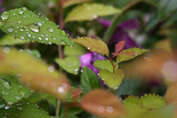 After the Rain