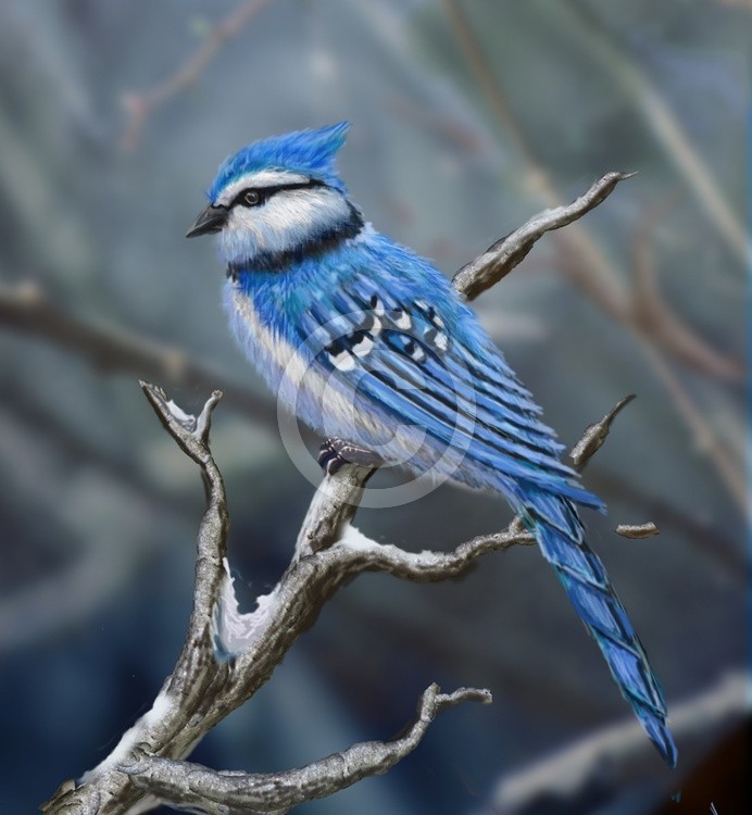 unfinished bluejay