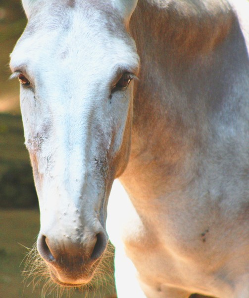 Donkey