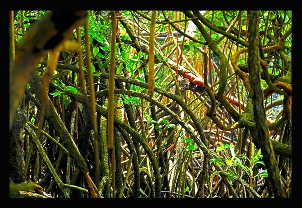 Through the Mangroves