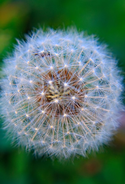 Dandelion