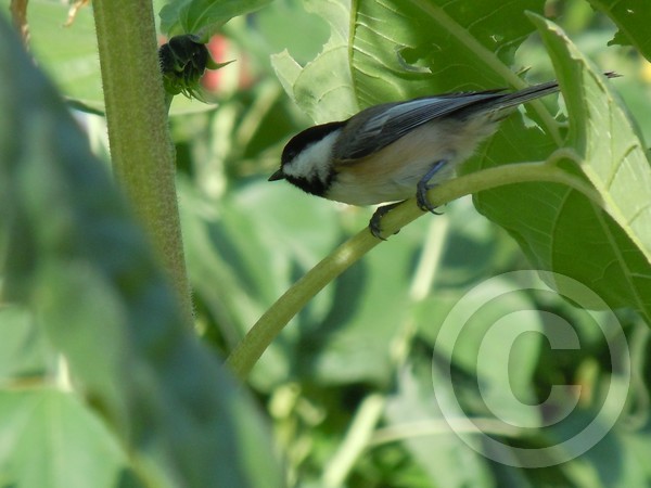 chickadee what do you see