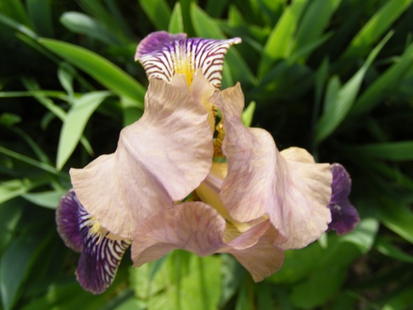 Iris?