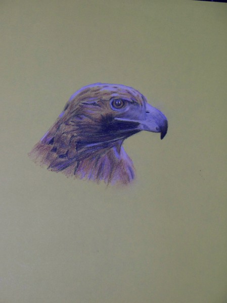 Bird Of Prey