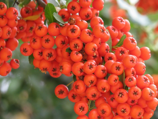 A pop of Orange