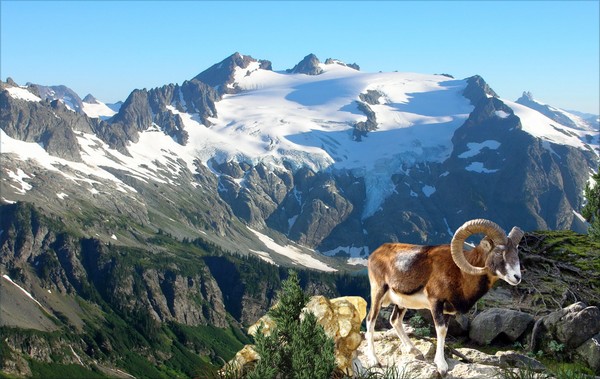 1072C-Bighorn Moment