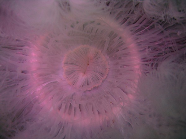 macro of white anenome