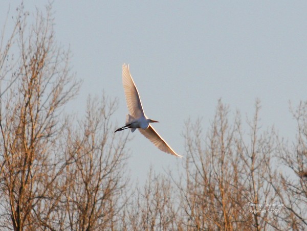 White Egret coming home