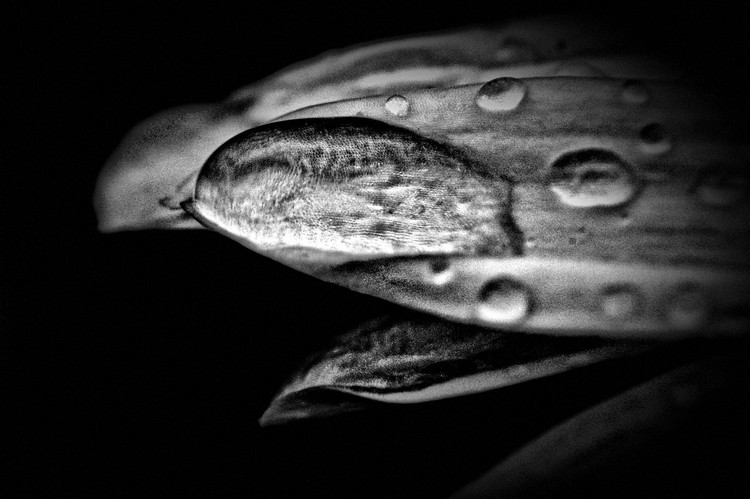 A Moment - B & W