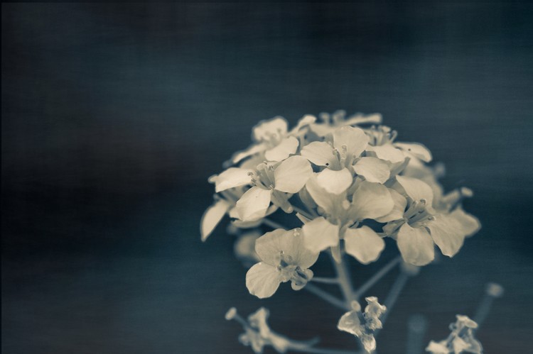 Dreamy by Design