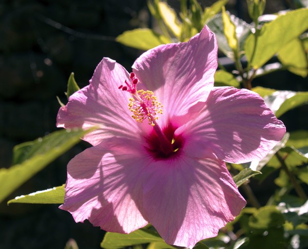 Pink Hibiscus