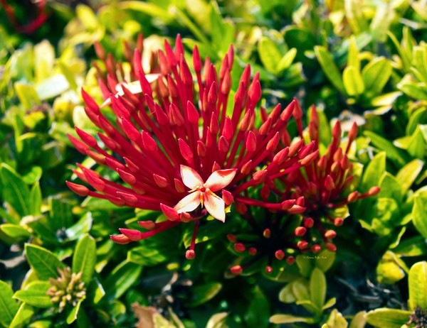 Ixora II