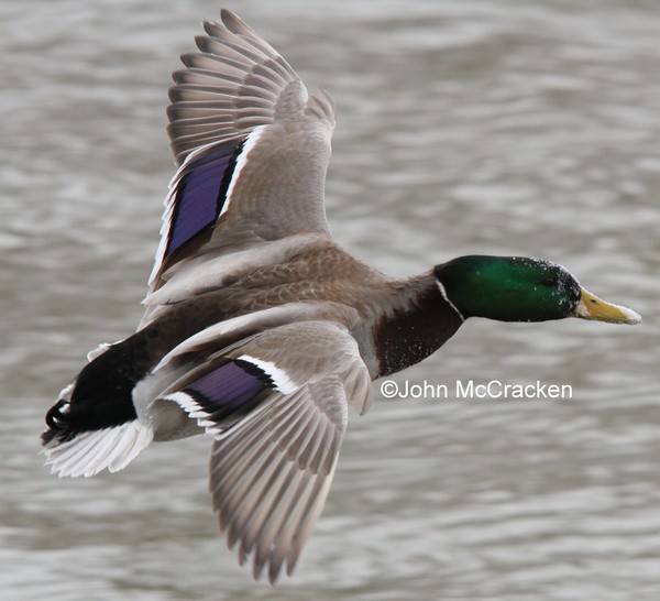 Male Mallard in flight.