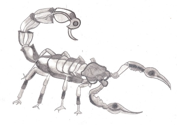 The Scorpion