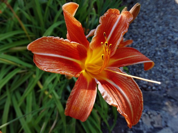a flower for you
