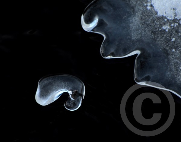 Ice Bites!