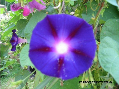 MY SISTER GARDEN