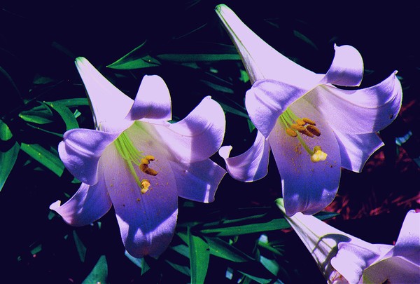 Lilies
