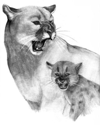 Imitation