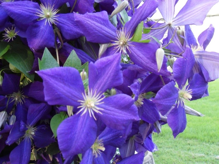 Climatis