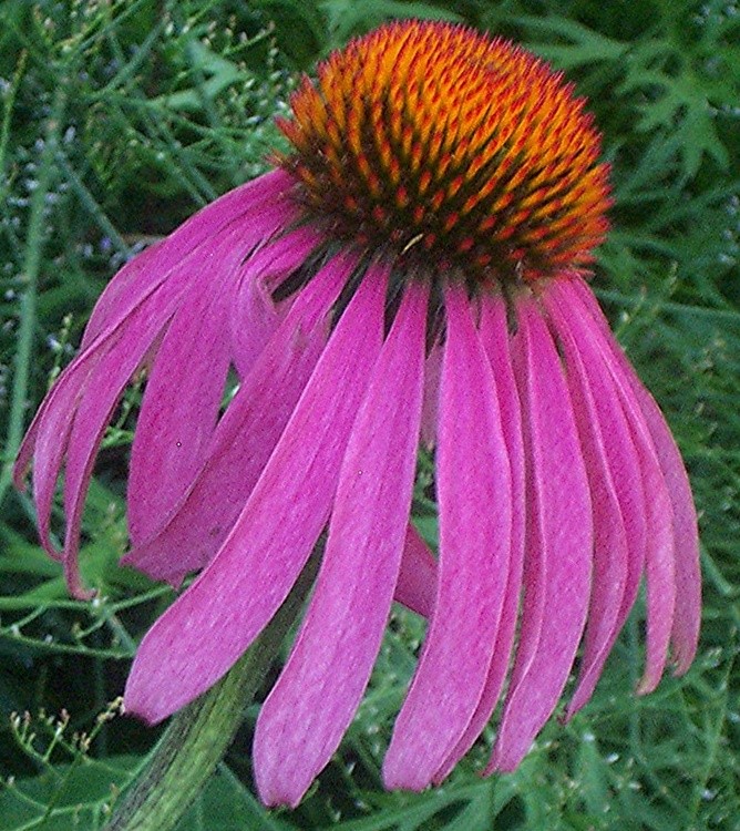 Cone Flower
