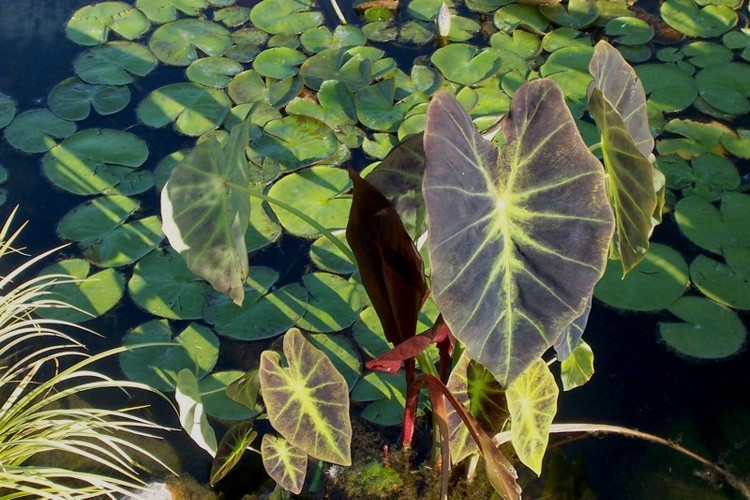 Elephant Ears Shadowing on Lily Pads