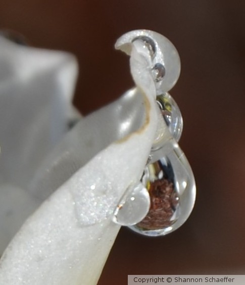 Dew Drop
