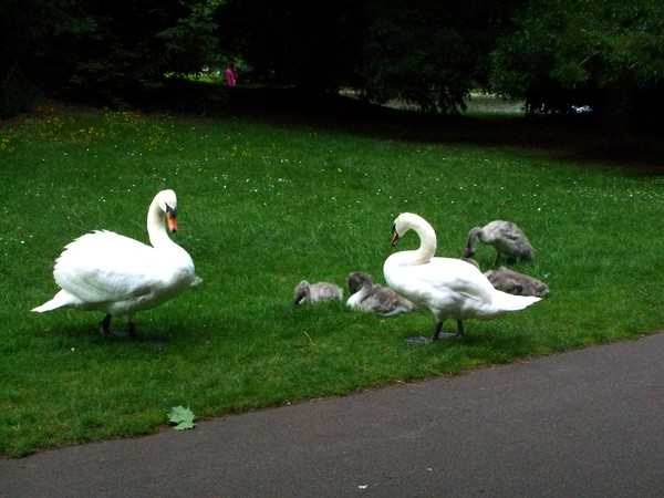 A Family Picnic