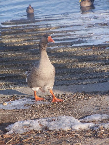 goose