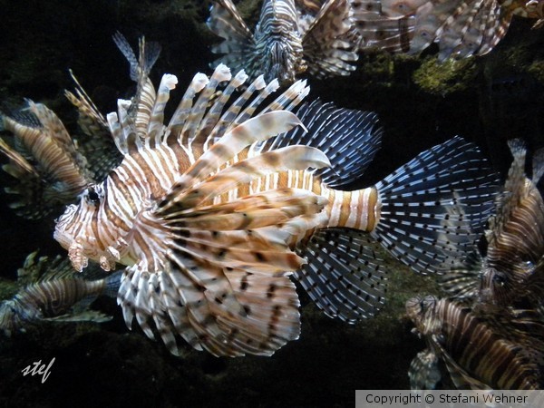 lion fish